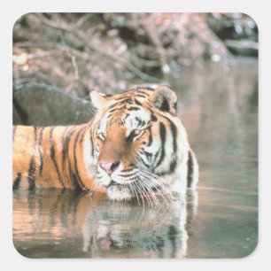 Sticker Carré Tigre en cours d'eau