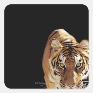 Sticker Carré Tigre (Panthera le Tigre)
