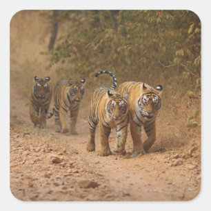Sticker Carré Tigres royaux du Bengale en mouvement, Ranthambhor
