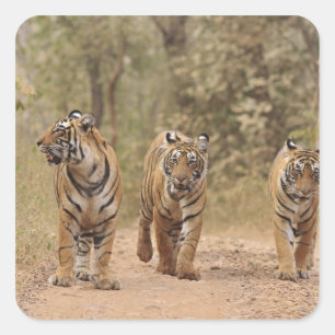 Sticker Carré Tigres royaux du Bengale sur la piste, Ranthambhor