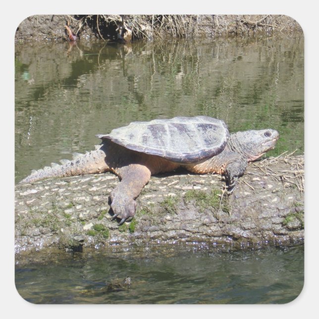 Sticker Carré Tortue (Devant)