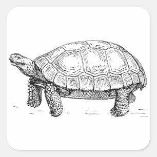 Sticker Carré Tortue