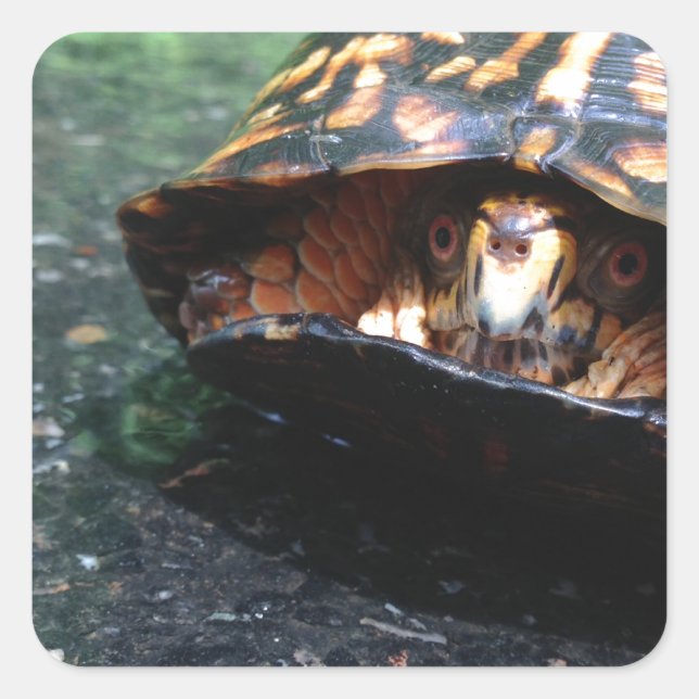 Sticker Carré Tortue (Devant)