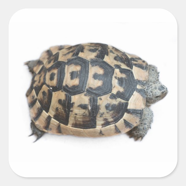 Sticker Carré Tortue (Devant)