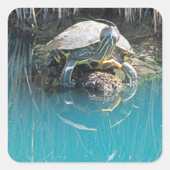 Sticker Carré Tortue avec réflexion sur l'eau Photo Lac Animal (Devant)