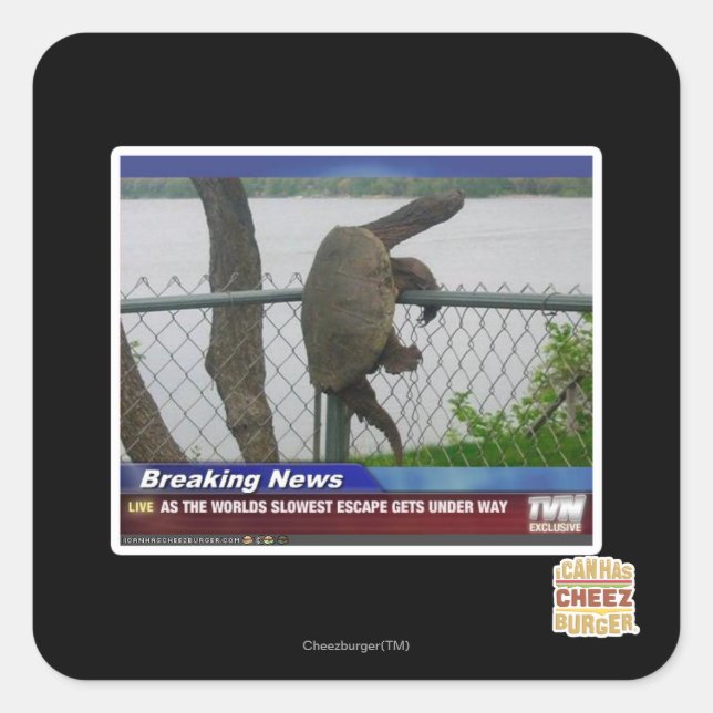 Sticker Carré Tortue d'Excaping (Devant)