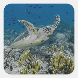 Sticker Carré Tortue imbriquée nageant