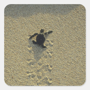 Sticker Carré Tortue verte, (Chelonia mydas), nouveau-né