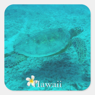 Sticker Carré Tortue verte hawaïenne