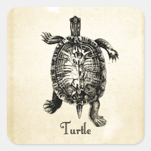 Sticker Carré TORTUE vintage