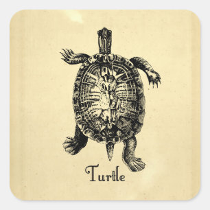 Sticker Carré TORTUE vintage