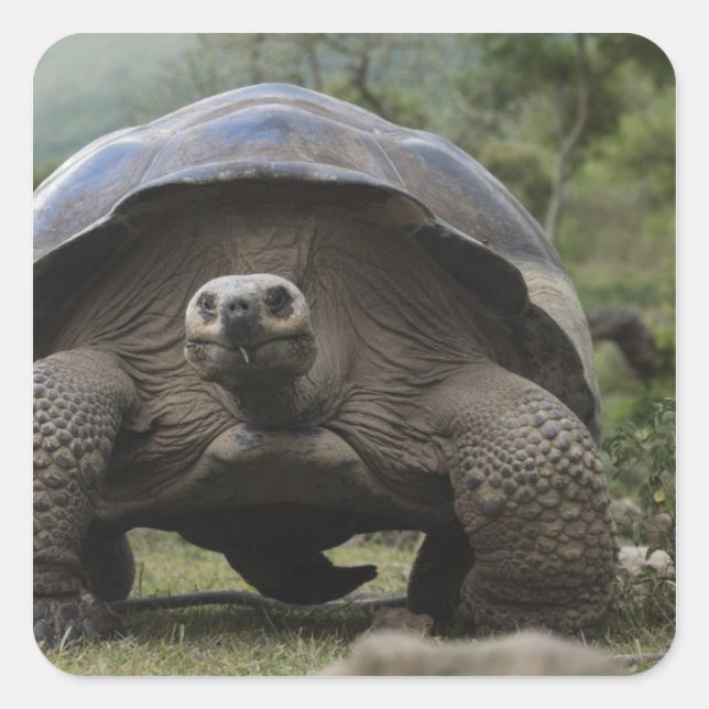 Sticker Carré Tortues géantes des Galapagos Geochelone (Devant)