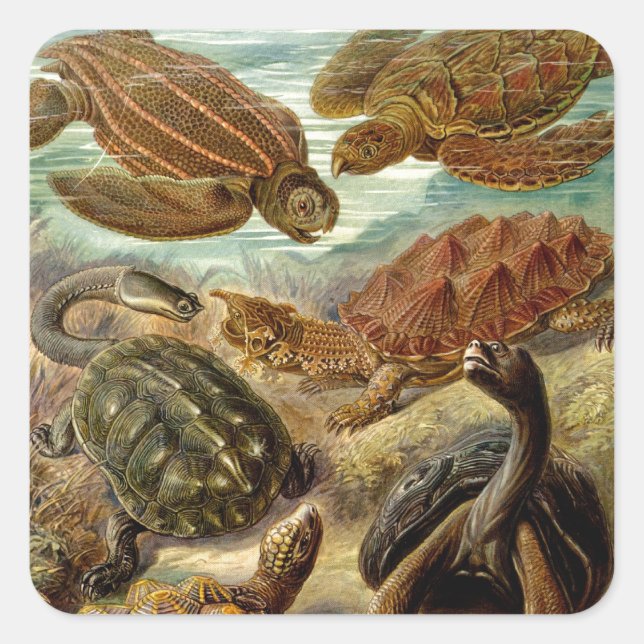 Sticker Carré Tortues Haeckel vintages (Devant)