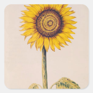 Sticker Carré Tournesol ou Helianthus
