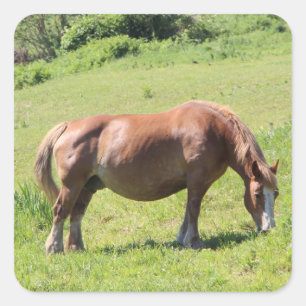 Sticker Carré Trait Breton