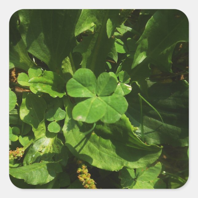 Sticker Carré Trèfle à quatre feuilles (Devant)