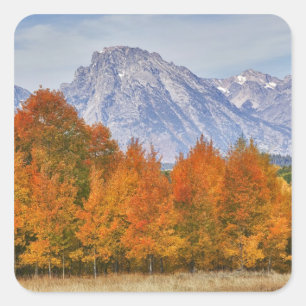 Sticker Carré Trembles avec la chaîne de montagnes Teton