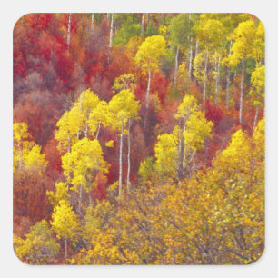 Sticker Carré Trembles colorés dans Logan Canyon Utah en 2