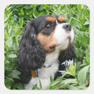 Sticker Carré Tri Couleur Cavalier King Charles Spaniel Chien