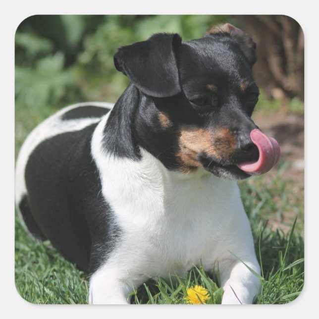 Sticker Carré Tri couleur Jack Russell Terrier Chien chiot (Devant)