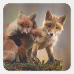 Sticker Carré Triplets Foxy
