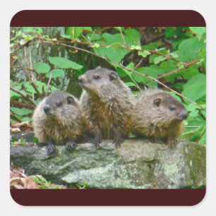 Sticker Carré Trois bébé Groundhogs