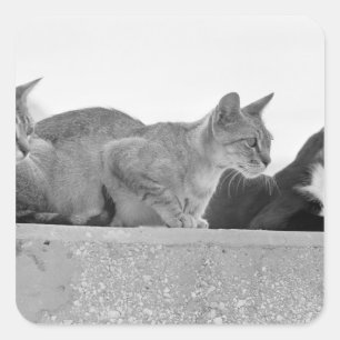 Sticker Carré Trois chats