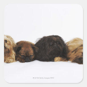 Sticker Carré Trois chiens Pekingese et un seul Carlin allongé