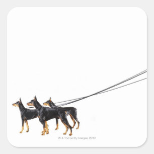 Sticker Carré Trois Dobermans en laisse