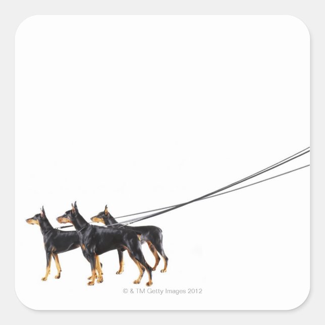 Sticker Carré Trois Dobermans en laisse (Devant)