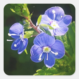 Sticker Carré Trois fleurs bleues