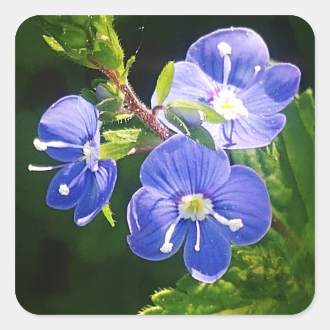 Sticker Carré Trois fleurs bleues (Devant)