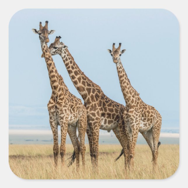 Sticker Carré Trois girafes posant (Devant)