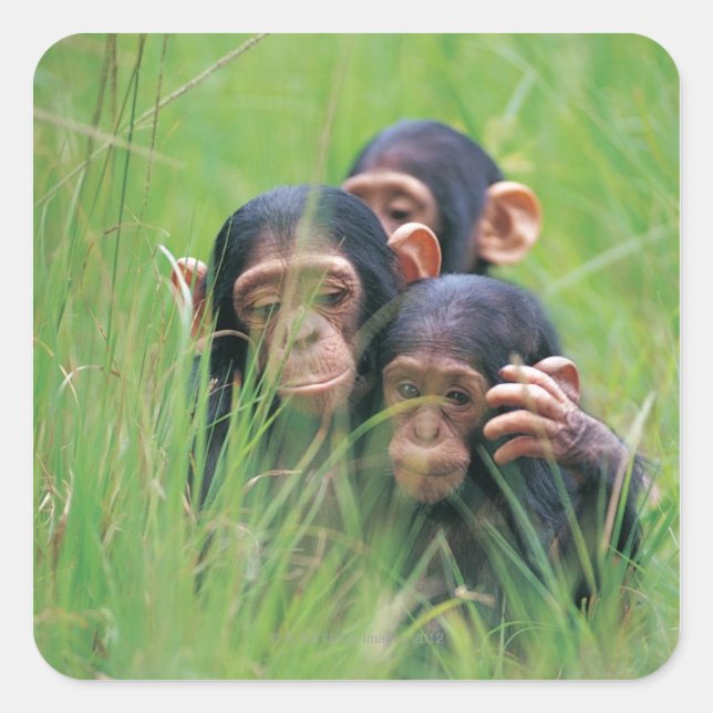 Sticker Carré Trois jeunes chimpanzés (Pan troglodytes) en (Devant)