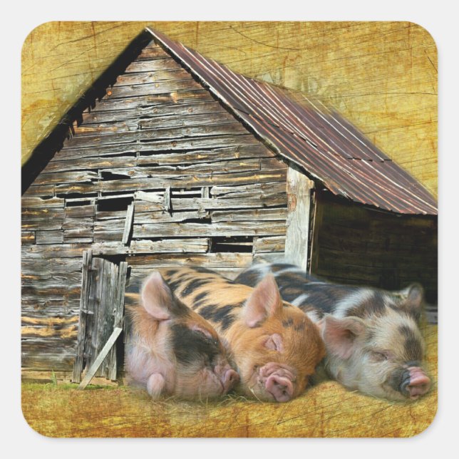 Sticker Carré Trois Petits Cochons À La Grange Rustique Snoozing (Devant)