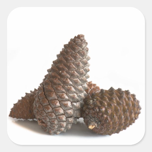 Sticker Carré Trois pinecones (Devant)