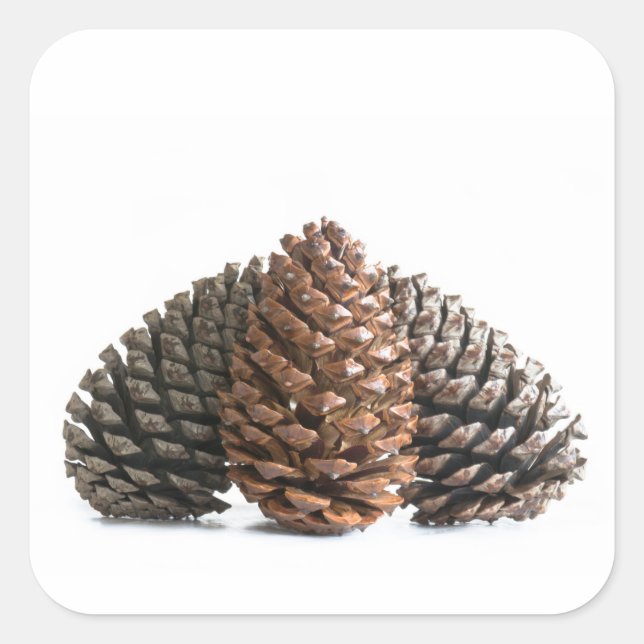 Sticker Carré Trois pinecones (Devant)