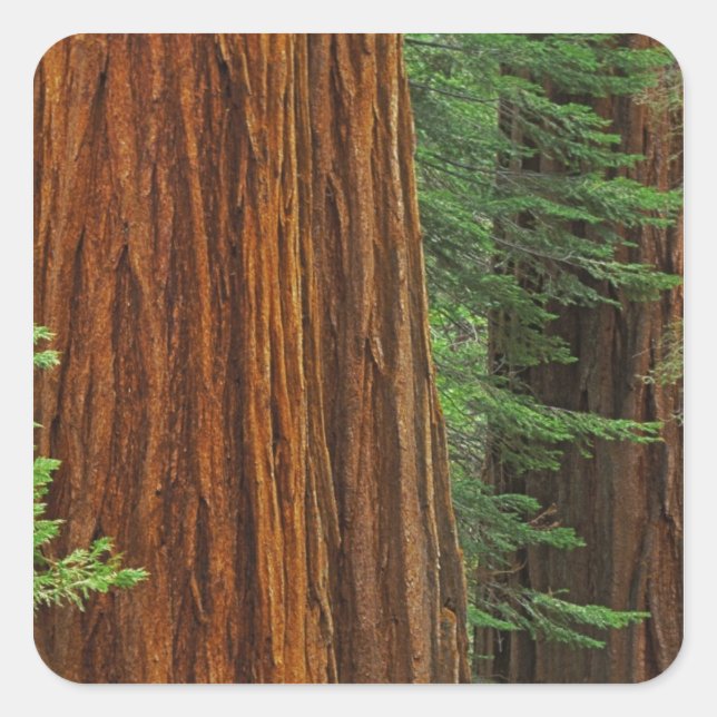 Sticker Carré Troncs de Séquoia géant en forêt, Yosemite (Devant)