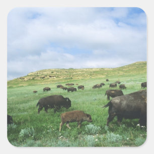 Sticker Carré Troupeau de bisons broutant l'herbe de la prairie 