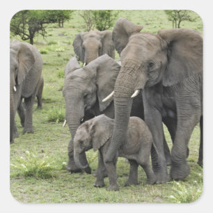 Sticker Carré troupeau d'éléphants d'Afrique, Loxodonta africana