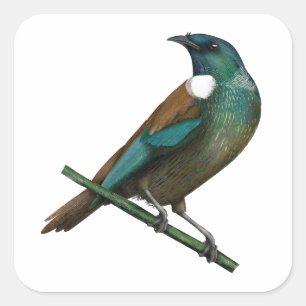 Sticker Carré Tui New Zealands Bird