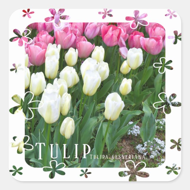 Sticker Carré Tulip (Devant)