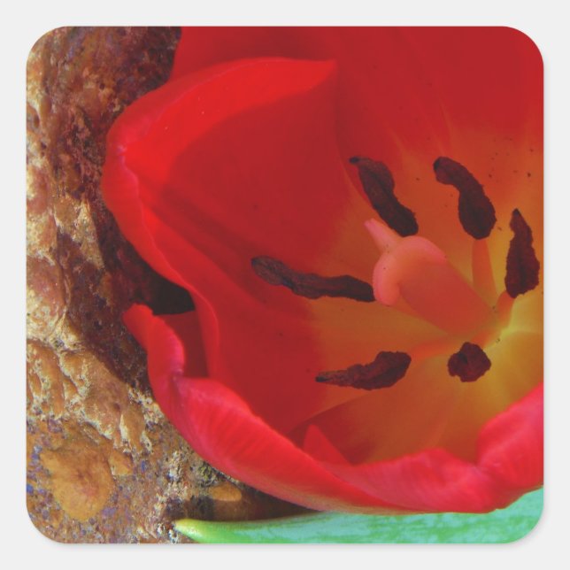 Sticker Carré Tulipe jaune printemps et rouge (Devant)