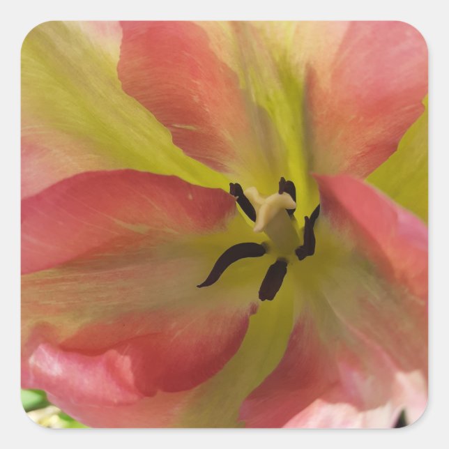 Sticker Carré Tulipe rose et jaune (Devant)