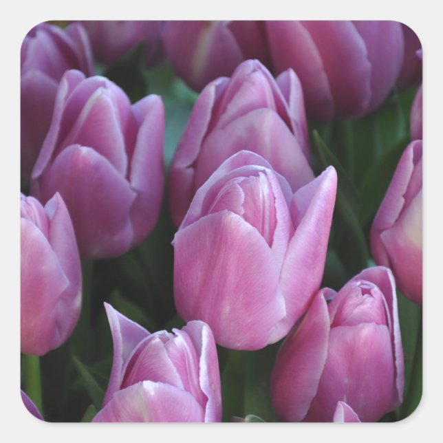 Sticker Carré Tulipes à ressort pourpre (Devant)