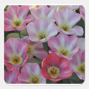 Sticker Carré Tulipes à ressort rose