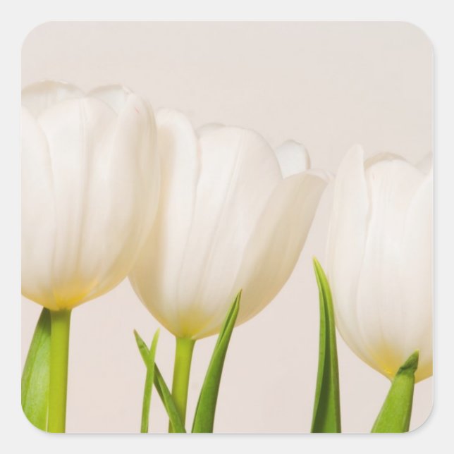 Sticker Carré Tulipes blanches sur fond blanc, (Devant)