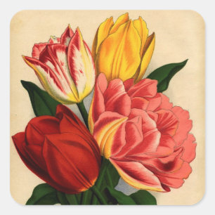 Sticker Carré Tulipes colorées d'impression ancienne