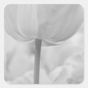 Sticker Carré Tulipes dans les jardins de Keukenhof, Hollande.