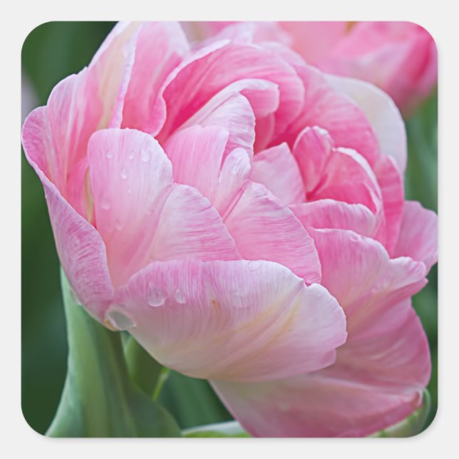 Sticker Carré Tulipes doubles roses (Devant)